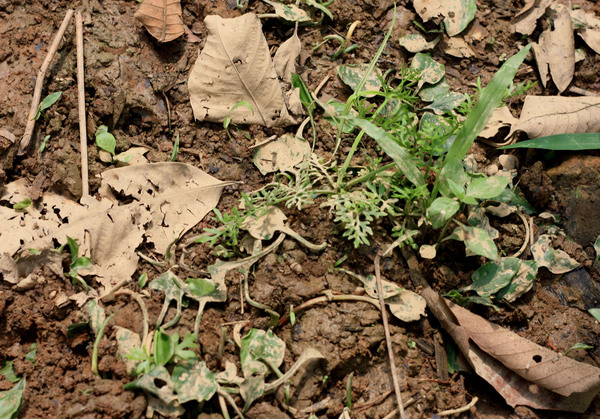 Индийский папоротник (Ceratopteris thalictroides) вместе с криптокориной переживают засуху.