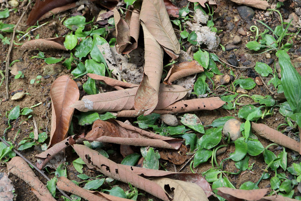 Криптокорина кордата (Cryptocoryne cordata var wellyi) растет в глинистой почве канала. Сперва даже кажется, что кто-то втоптал растение в вязкую массу грунта. Но в действительности, она так кладет свои листья естественным путем, от природы! 