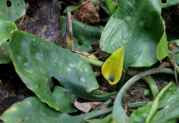 A flowering specimen of Cryptocoryne cordata var. wellyi in the canal bed. Photo: D. Loginov