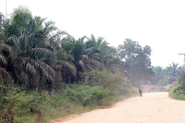 За исключением отдельных национальных парков территория провинции Риау почти вся отдана под сельское хозяйство, львиную долю которого составляет выращивание масличных пальм.