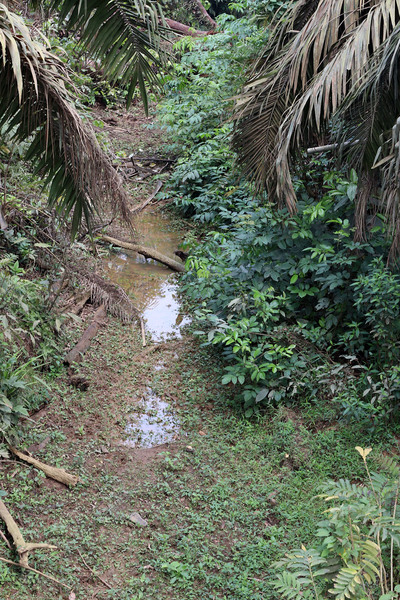Дренажный канал среди старой пальмовой плантации. Конец октября - конец засушливого сезона, и вода в канале практически отсутствует. Тем не менее, все дно канала заросло криптокориной сердцелистной Cryptocoryne cordata var. wellyi.