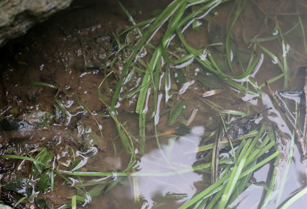 Криптокорина арди (Cryptocoryne ×ardyi) на мелководье. Это единственный участок ручья, где нам удалось обнаружить заветное растение. Riau Province, Sumatra.