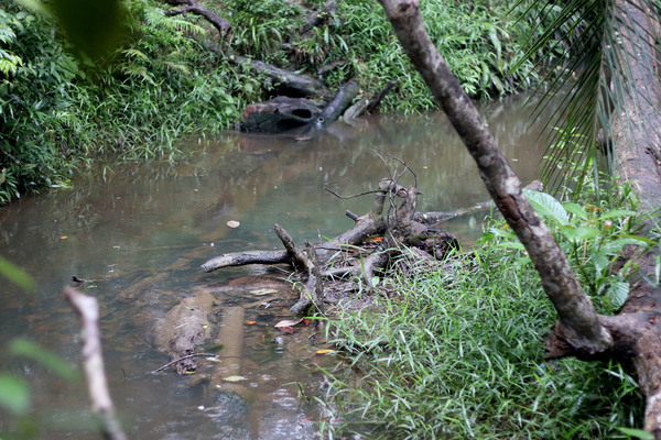 Несмотря на дождь, речка с зеленой криптокориной оставила у нас очень приятные впечатления.