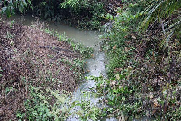 Дождь затруднял поиски криптокорины в истоках реки Sungai Kerumutan. Дождь смывая с берегов глину делал воду мутной и непрозрачной.