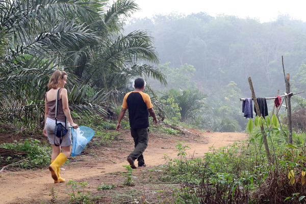 На окраине села Укуй начинаются плантации масличных пальм. Несмотря на дождь нужно использовать последний шанс познакомиться с еще одной криптокориной Суматры, и поэтому Лиза уверенной походкой направляется вслед за нашим водителем, который показывает дорогу.