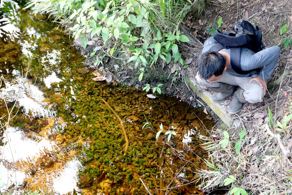 Небольшой ручей в провинции Риау (Суматра) является домом для криптокорины шутовидной (Cryptocoryne scurillis). Вода в ручье кислая и мягкая (рН = 4.0, TDS = 25 м.д.).