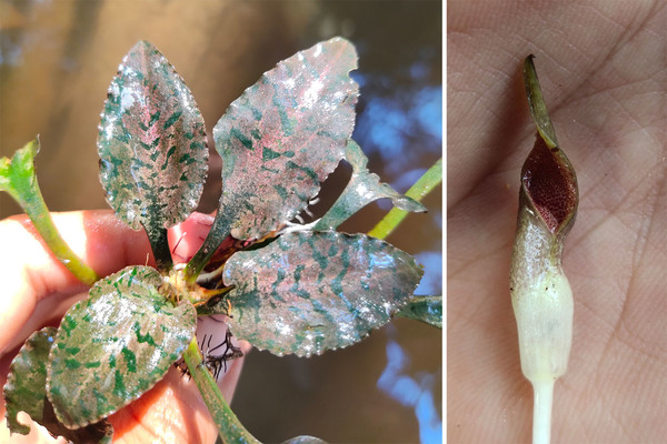 Криптокорина Тиртадината (Cryptocoryne tirtadinatae) и ее соцветие (справа). Следует отметить привлекательную розовую фоновую окраску листьев данного экземпляра.