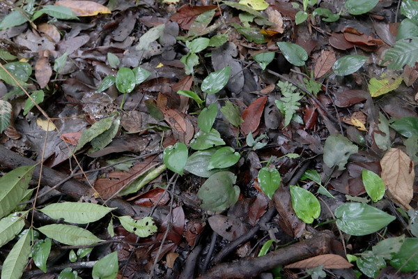 Первые на нашем пути экземпляры криптокорины Вонгсо (Cryptocoryne wongsoi). Растение растет просто во влажном листовом опаде.