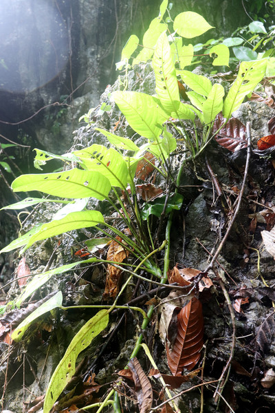 Еще одно ароидное растение - Рафидофора (Rhaphidophora foraminifera). На взрослых листьях у этой рафидофоры вдоль центральной жилки образуются небольшие дырки. Этот вид обитает не только на Суматре, но и в соседних Материковой Малайзии и острове Калимантан.
