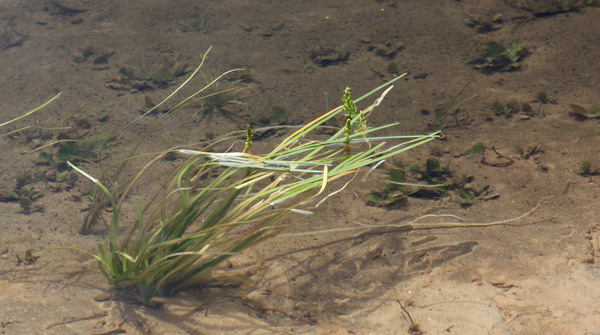 Цикногетон сомнительный (Cycnogeton dubius) - интересное австралийское водное растение, которое формой листьев напоминает валлиснерию, бликсу или сагиттарию, но значительно отличается от них строением соцветие. Растение было обнаружено в реке Джардин (Jardine River), Квинсленд, Австралия. 