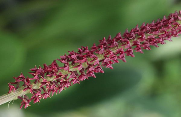 Соцветие орхидеи Диении бровастой (Dienia ophrydis). Несмотря на общие крупные размеры соцветия, есть в нем и место для миниатюры.