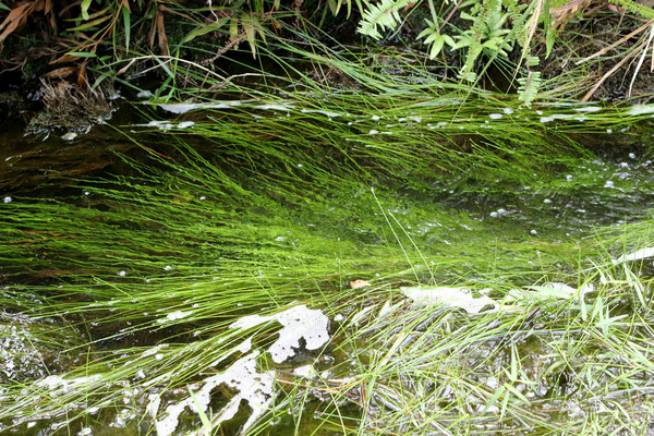 Элеохарис игольчатый (Eleocharis acicularis) с виду очень простое растение, но в природном водоеме он выглядит очень эффектно.