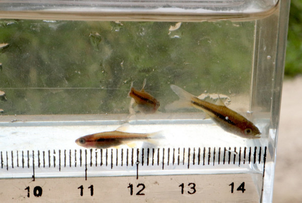 Маленькие рыбки во втором ручье сперва нам показались микрорасбрами, однако в действительности они оказались мальками уже хорошо знакомой нам расборы Эйнтховена (Rasbora einthovenii).