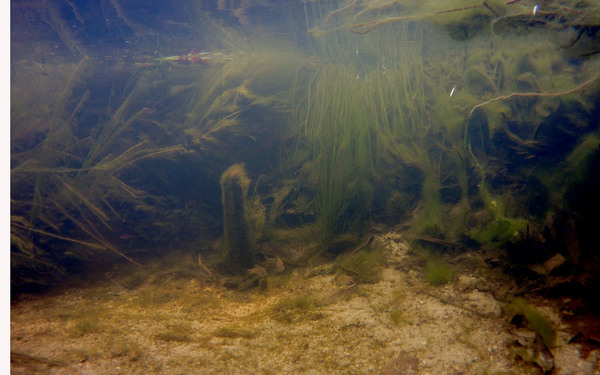 Подводная фотография ручья, где обитает пятиполосый барбус (Desmopuntius pentazona). Однако именно пятиполосые барбусы на фотографии отсутствуют, зато если приглядется у травы можно разглядеть других барбусов - двухточечных (Barbodes binotatus). 