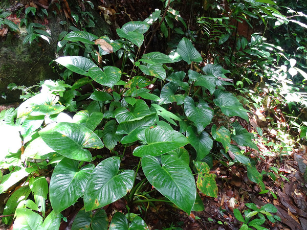 Хомаломена полусердцевидная (Homalomena subcordata) - представитель семейства Ароидные (Araceae).