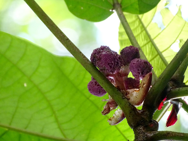 Соцветия пойкилоспермума (Poikilospermum sp.) имеют необычную для тропиков фиолетовую окраску (иногда малиновую). National Park Gunung Gading.