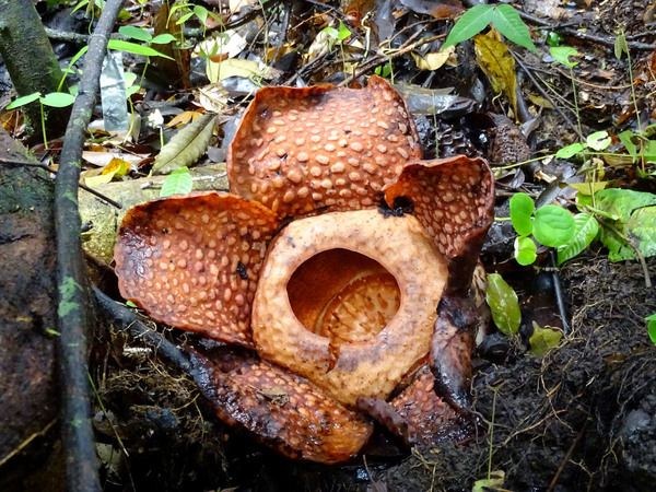 Соцветие раффлезии туан-муде (Rafflesia tuan-mudae). Раффлезии являются растениями паразитами, неимеющими ни одного фотосинтезирующего органа. Цветет рафлезия недолго (3-4 дня). Национальный парк Gunung Gading, Sarawak, Borneo.