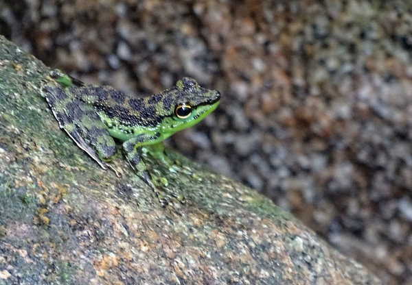 На камнях в горных ручьях Борнео часто можно встретить зеленых мелких лягушек Staurois guttatus. 