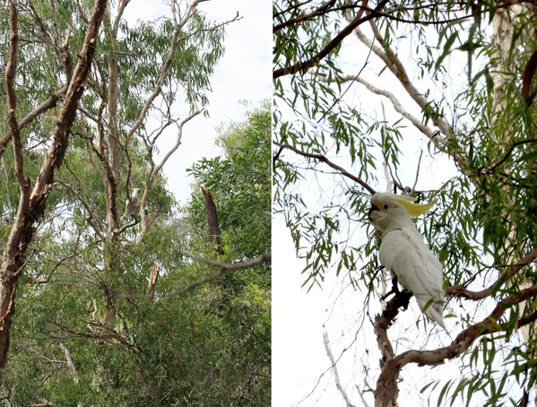 Большой желтохохлый какаду (Cacatua galerita) - визитная карточка Восточной Австралии. Эти большие и интересные птицы не оставляют равнодушным никого. В природе желтохохлый какаду обитает в Новой Гвинее, Тасмании, Северной и Восточной Австралии.