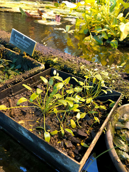 Вилларсия возвышенная (Villarsia exaltata) в ботаническом саду "Аптекарский огород". Пока растение не удается приручить к подводному содержанию.