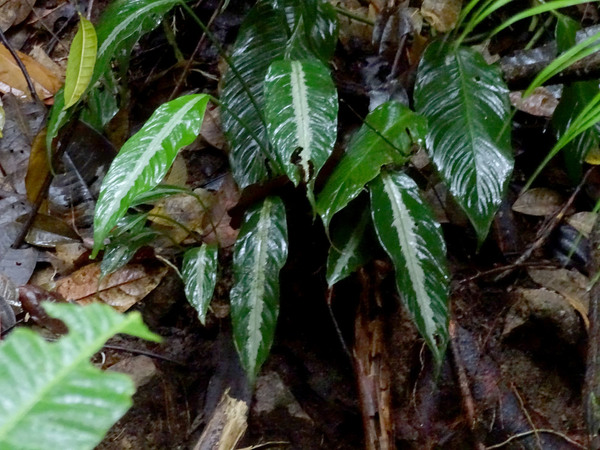 Про Колобогинум (Colobogynium tecturatum) уже многое сказано в тексте. Никогда не обрузует крупных популяций, а держится небольшими группами из нескольких кустов. Kubah National Park, Sarawak, Borneo.