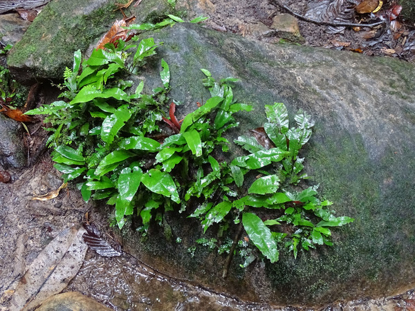 По одной из ревизий в парке Кубах обитает около 70 видов папоротников. Они действительно везде - на земле, на камнях, на деревьях. Скорее всего на этом камне обосновался какой-то Микросорум (Microsorum sp.).