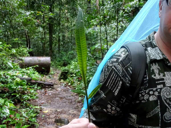 Еще один папоротник с совсем необычной формой листа. Kubah National Park, Sarawak, Borneo.