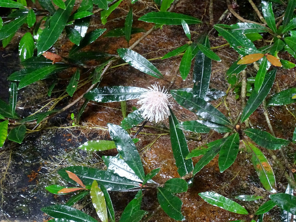 Кустарники Неонауклеи (Neonauclea calcare) являются визитной карточкой Борнео не меньше чем буцефаландры. Эти растения здесь можно встретить по берегам почти каждого горного ручья.