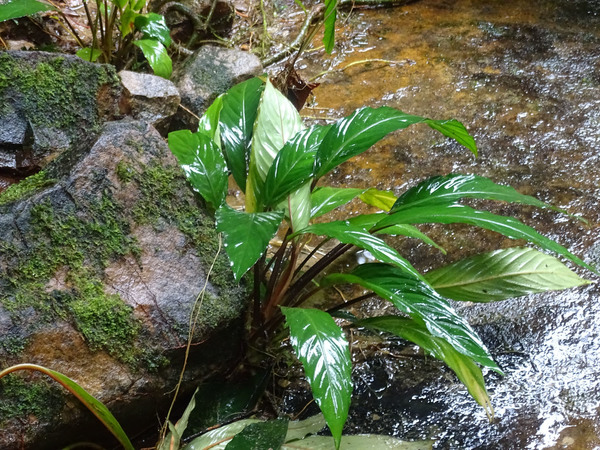 Оойя желудевая (Ooia glans) - реофитное ароидное растение. Молодые кустики ооий очень легко спутать с буцефаландрой.