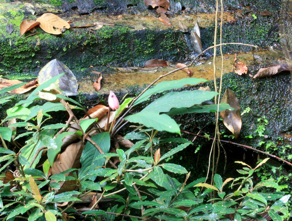 Цветущий экземпляр Оойи желудевой (Ooia glans) на уступе водопада в национальном парке Кубах.