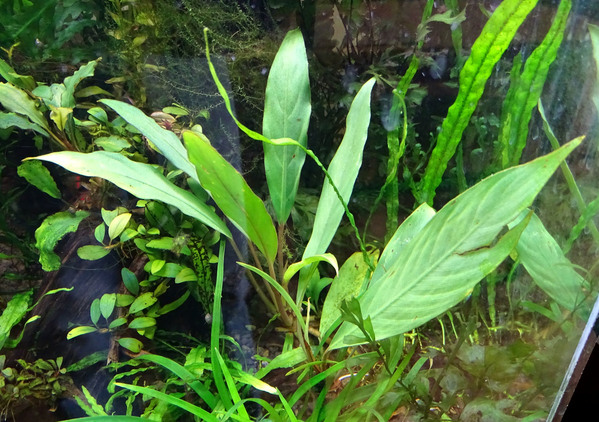 Оойя желудевая (Ooia glans) в аквариуме Михаила Конева. 3 месяца после "погружения". Растение сохраняет еще эмерсные листья, которые наростило в природе.