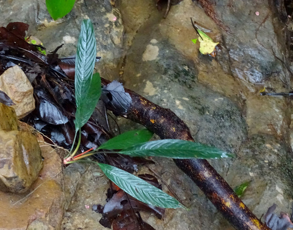 Cхизматоглоттис многоцветковый (Schismatoglottis multiflora) является типичным представителем ароидной флоры окрестностей Кучинга - столицы штата Саравак.