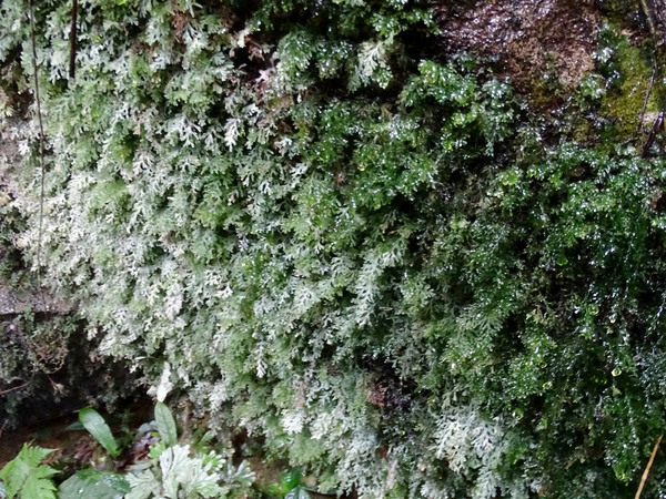 Селагинеллы (Selaginella sp.) образуют целые ковры на вертикальных поверхностях. Kubah National Park, Sarawak, Borneo.