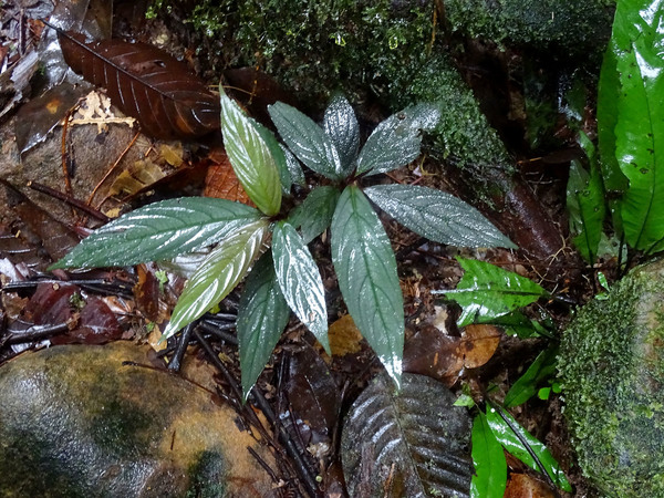 Неизвестное растение. Kubah National Park, Sarawak, Borneo.