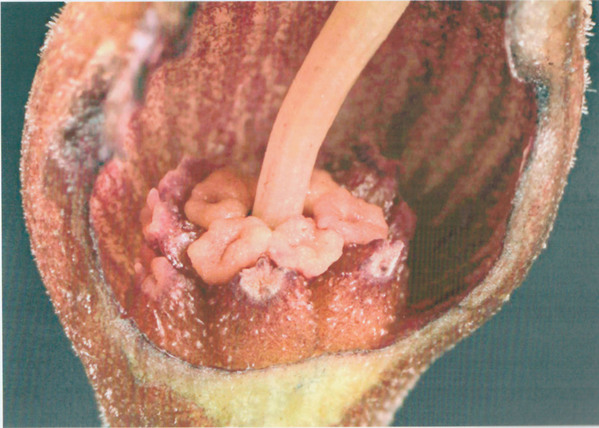 Женские цветки лагенандры керальской (Lagenandra keralensis). Важно отметить, что они образуют лишь один ряд на початке, в то время как у схожей лагенандры Меебольда таких рядов несколько. Фотография взята из журнала Aqua Planta.