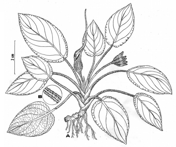 Рисунок лагенандры керальской (Lagenandra keralensis) из ее первоописания. Авторы публикации (Сивадасан с коллегами) даже на рисунке заостряют внимание на то, что некоторые части растения имеют маленькие волоски.