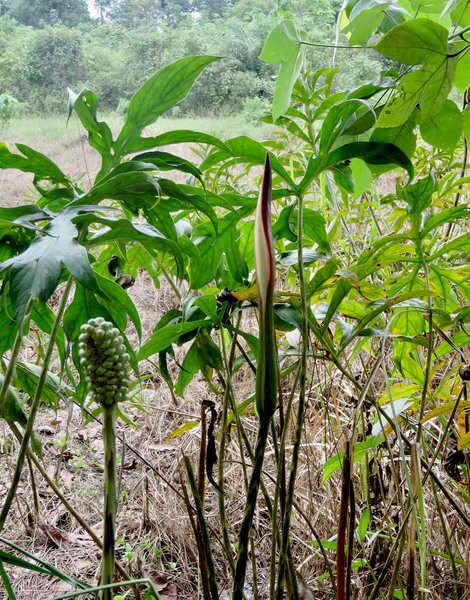 Лазия стройная (Lasia concinna) на открытом солнцу участке в долине реки Капуас (Sungai Kapuas). Растение непрерывно цветет и плодоносит. Photo A. Hay.
