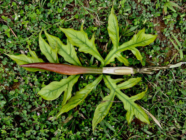 В отличие от лазии колючей (Lasia spinosa), лазия стройная (Lasia concinna) имеет более рассеченный лист и более короткую верхнюю часть соцветия. Photo A. Hay.