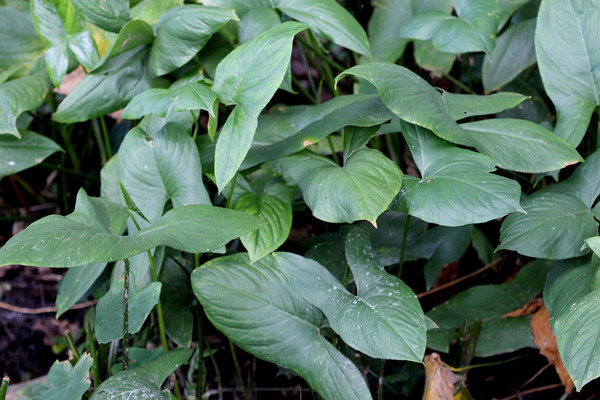 Неотеническая форма лазии колючей (Lasia spinosa) в природе на острове Шри-Ланка. Растение отличается от привычной лазии тем, что во взрослом состоянии имеет ювенильную форму листа.