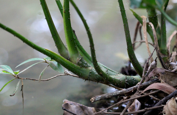 Если не считать формы листьев, в остальном неотеническая разновидность лазии колючей (Lasia spinosa) ничем не отличается лазии с рассеченным листом, и имеет такие же колючки на черешках и части корневища.