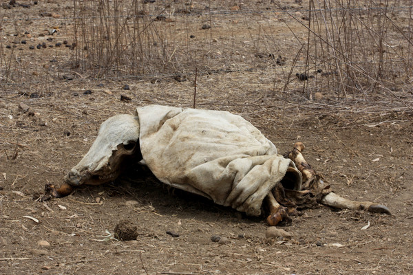 Австралийцы не убирают трупы животных. Это касается сбитых на дорогах кенгуру и умерших своей смертью коров на пастбищах. На жарком солнце труп постепенно превращается в груду костей покрытых кожей. Квинсленд, Австралия.