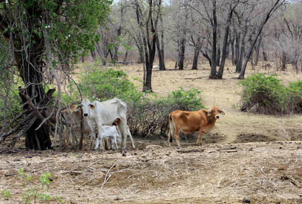 Коровы на пастбище. Очевидно, что животные голодают. Отойдя от пруда на несколько метров вы уже не найдете ни одного зеленого листочка. Все уничтожено засухой. Hann River area, Queensland, Australia.