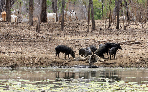 Дикие свиньи (Sus scrofa) доедают труп коровы. Свиньи поселились на севере Австралии одновременно с приходом первых европейцев. Домашние свиньи часто сбегали от своих хозяев, и затем образовав крупные популяции одичали. Т.е. предками современных австралиских дикех свиней являются обычные домашние свиньи.