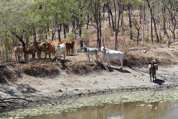 Начало ноября - конец сухого сезона на севере Австралии. Трава вся выжжена солнцем и коровы стараются держаться вблизи водоемов. Пруд на пастбище недалеко от городка Лейкленд (Lakeland) на полуострове Кейп-Йорк.