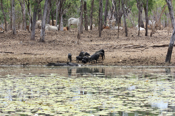 В австралиском штате Квинсленд обитает 16 представителей рода Nymphaea или по простому - водных кувшинок. Очень часто их можно встретить в прудах на пастбищах крупного рогатого скота. При этом в Австралии специфическое отношение к трупам животных - их не убирают, что делает места обитания кувшинокочень специфическими.
