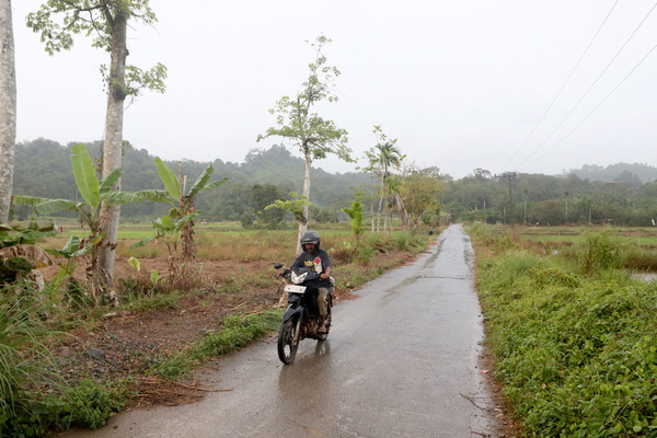 Рисовые поля располагаются на открытых пространствах, и спрятаться от дождя здесь совершенно негде. Calang, Aceh, Sumatra, Indonesia.