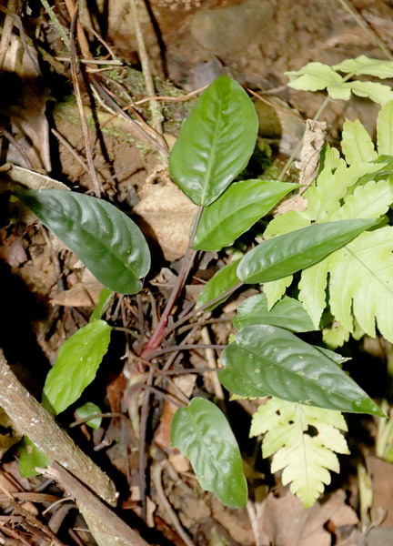 Неизвестный схизматоглоттис (Schismatoglottis sp.). Основным достоинством этого растения, безусловно, являются его небольшие размеры. Calang, Aceh, Sumatra, Indonesia.
