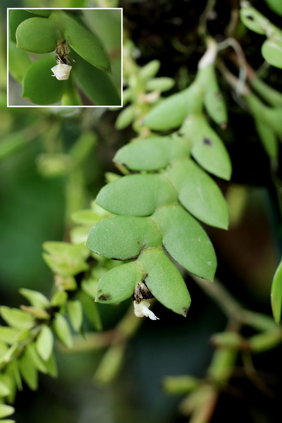 Дендробиум алоелистный (Dendrobium aloifolium)