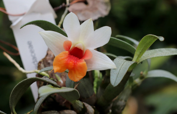 Дендробиум прекрасный (Dendrobium bellatulum)