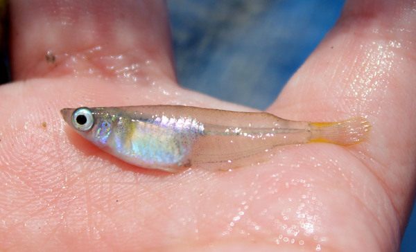 Оризиас яванский (Oryzias javanicus). Рыбка широко распространена в Малаккском регионе и встречается в устьях рек от Тайланда до индонезийского острова Бали.